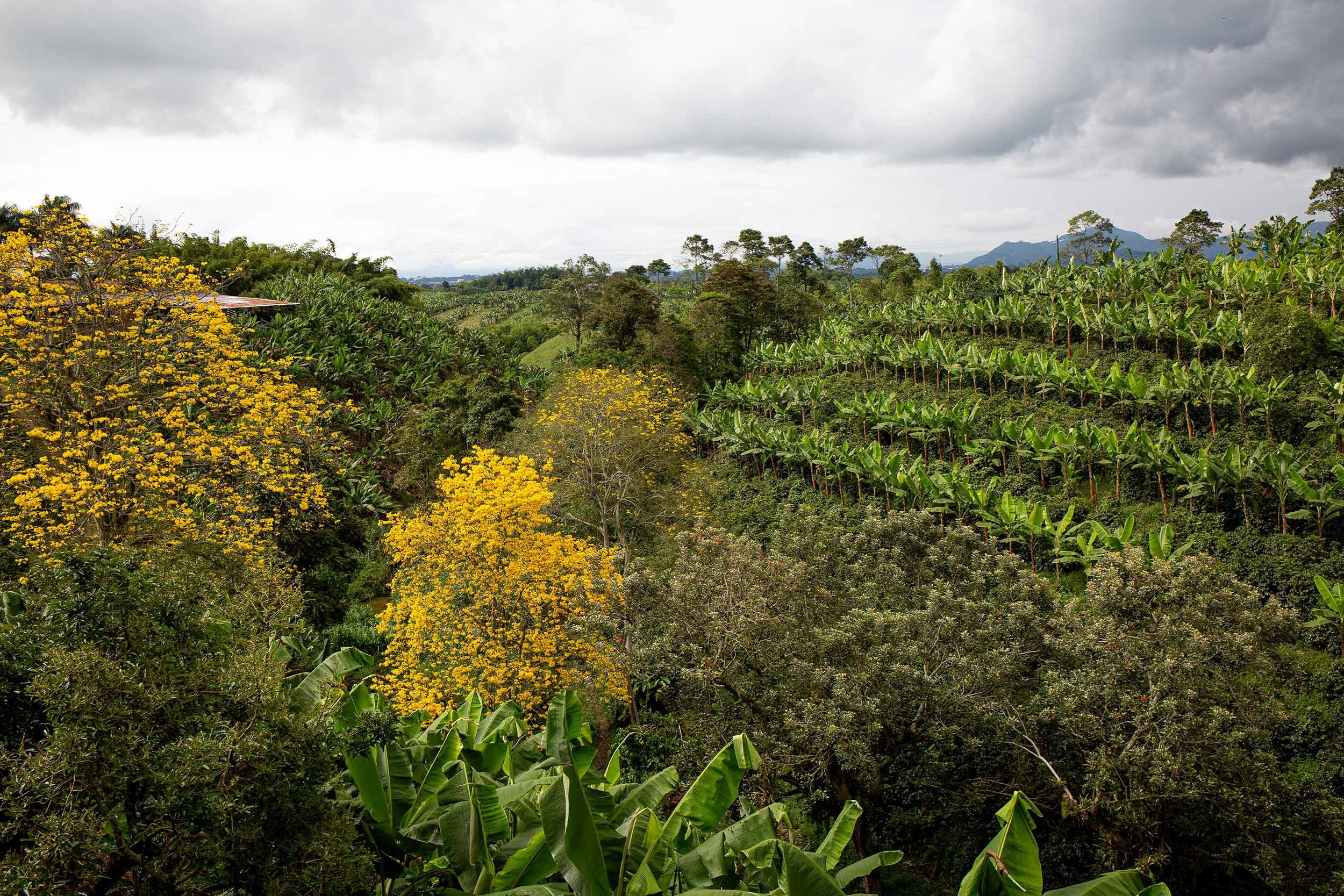 Guaduales und Bioversität beim Kaffeeanbau in Kolumbien. CafCaf Kaffeeblog