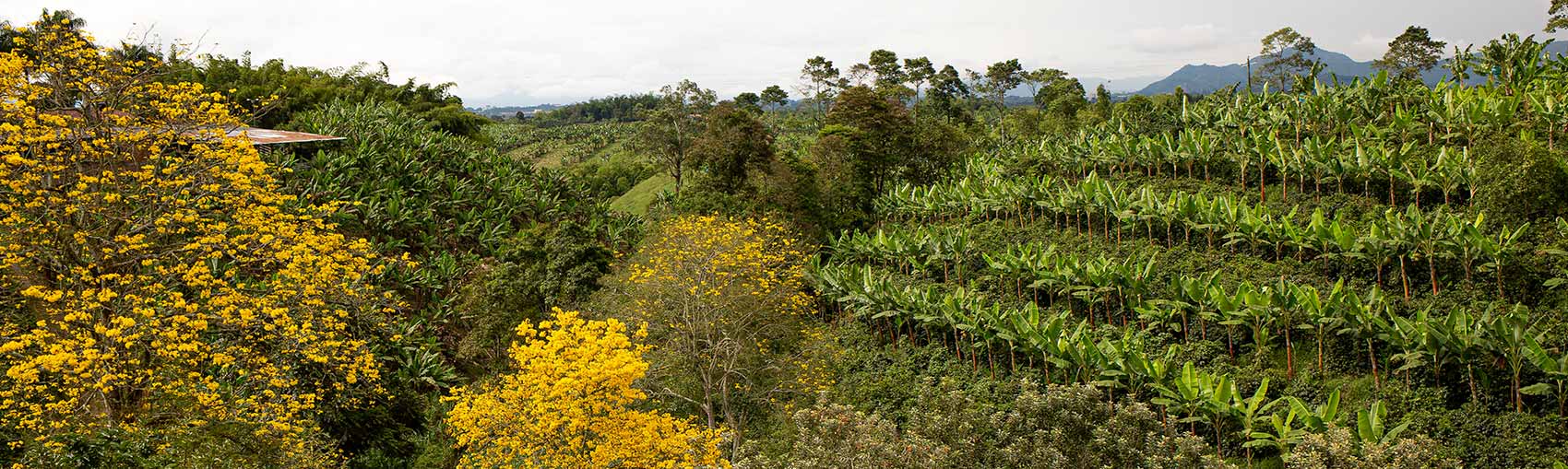Guaduales und Bioversität beim Kaffeeanbau in Kolumbien. CafCaf Kaffeeblog