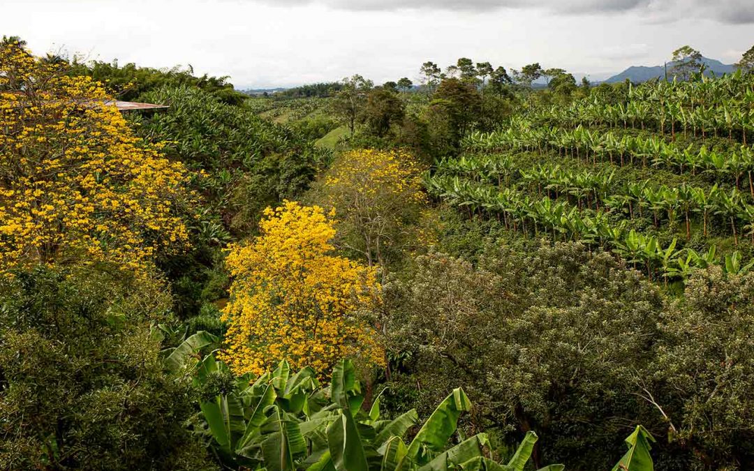 Guaduales und Biodiversität beim Kaffeeanbau in Kolumbien