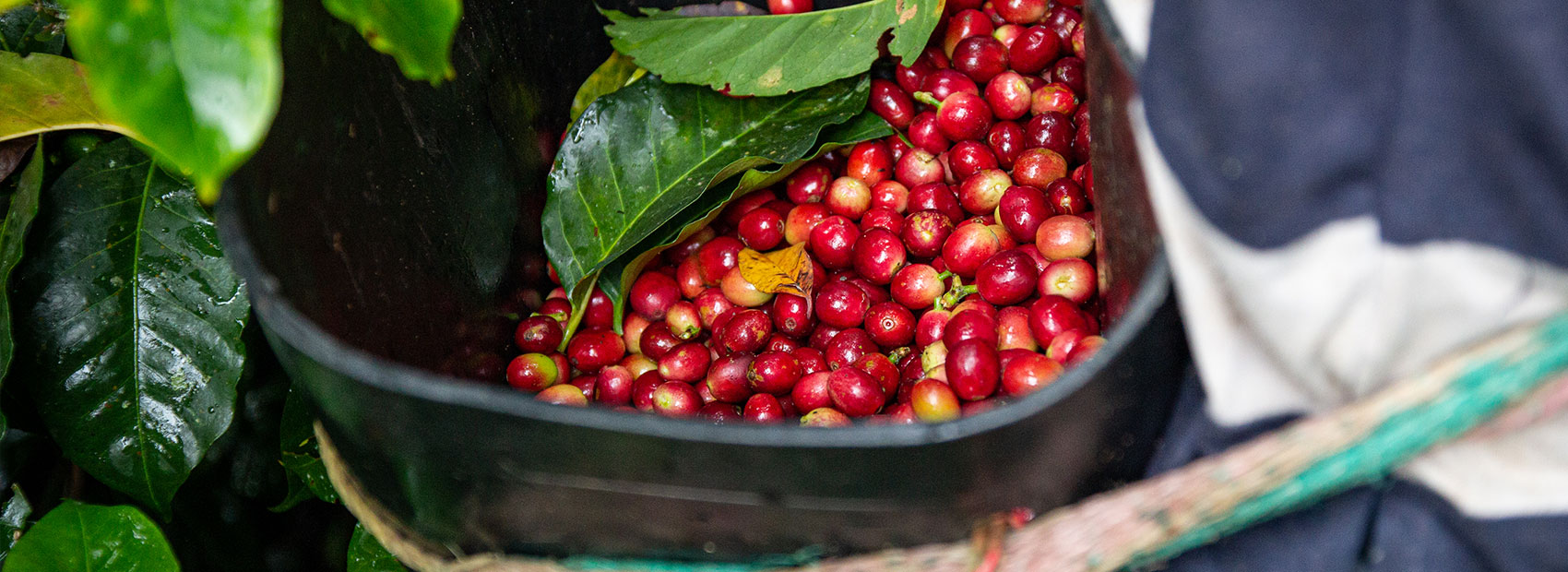 CafCaf Kaffee-Wiki: Alles über den Kaffeeanbau und die Ernte