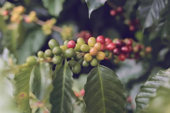 Trailer: Colombia – A coffee travel story