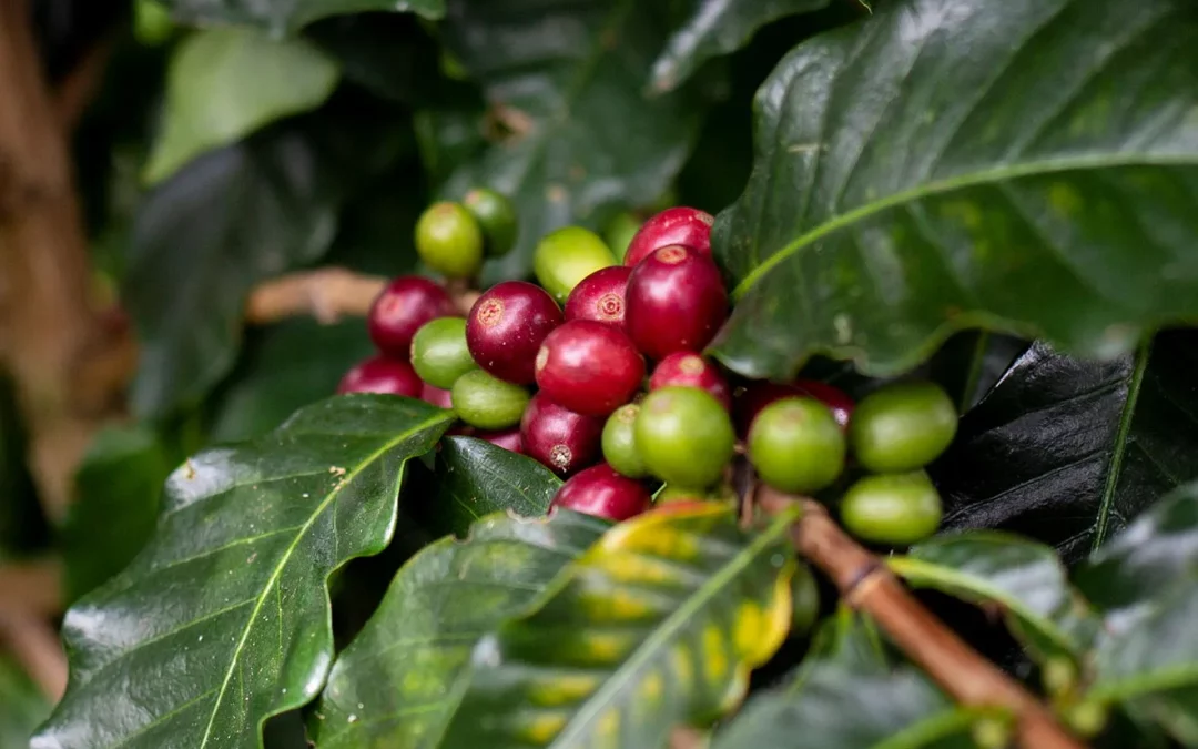 Perlbohnen – die Einzelkinder unter den Kaffeebohnen