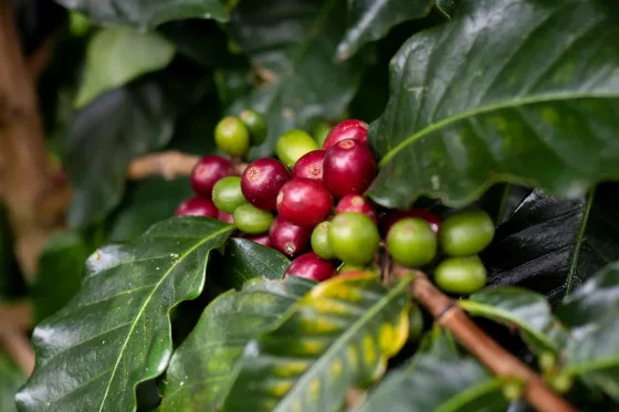 Perlbohnen – die Einzelkinder unter den Kaffeebohnen