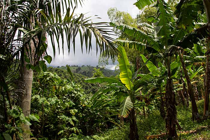 Umwelt-, Natur- und Klimaschutz beim Kaffeeanbau