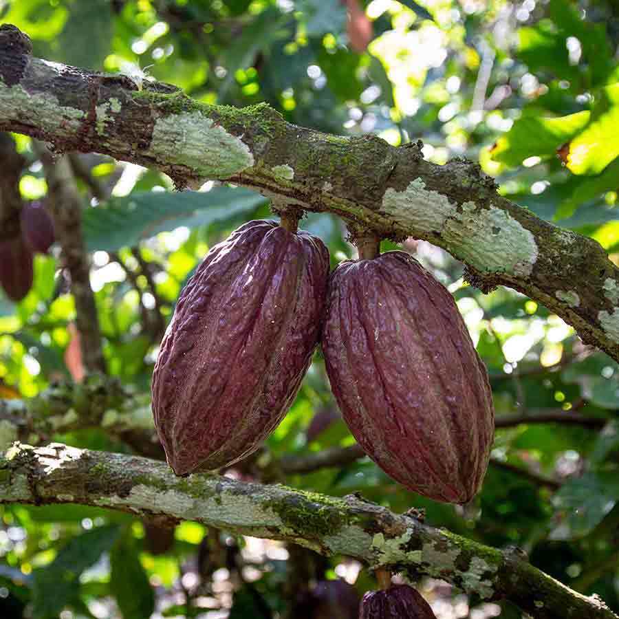 Cacao experts, Originalbeans Interview: CafCaf Stories. CafCaf – Kaffee & Blog, Kaffeeblog