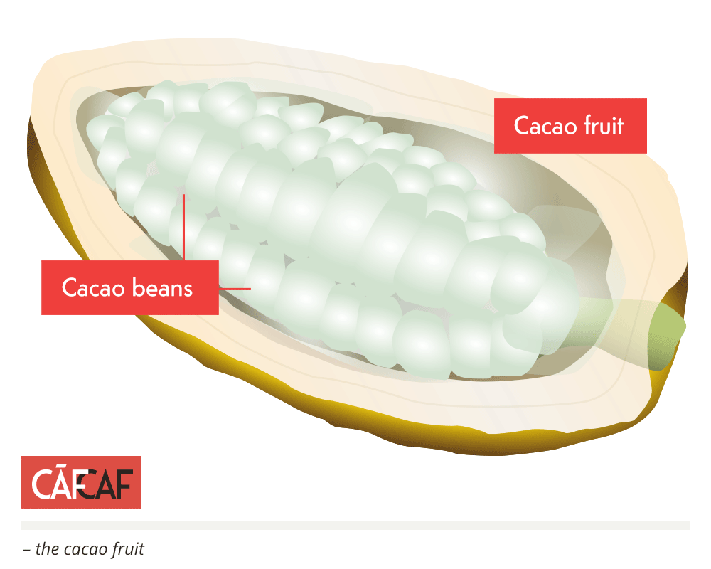 Cacao experts, Originalbeans Interview: CafCaf Stories. CafCaf – Kaffee & Blog, Kaffeeblog